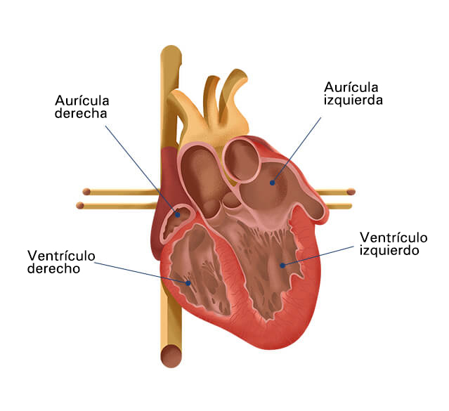 gráfico del corazón