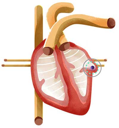 heart illustration